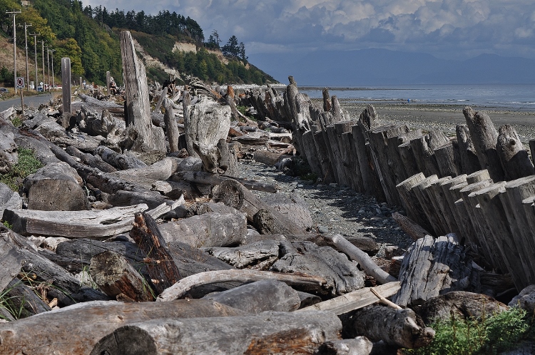 driftwood
